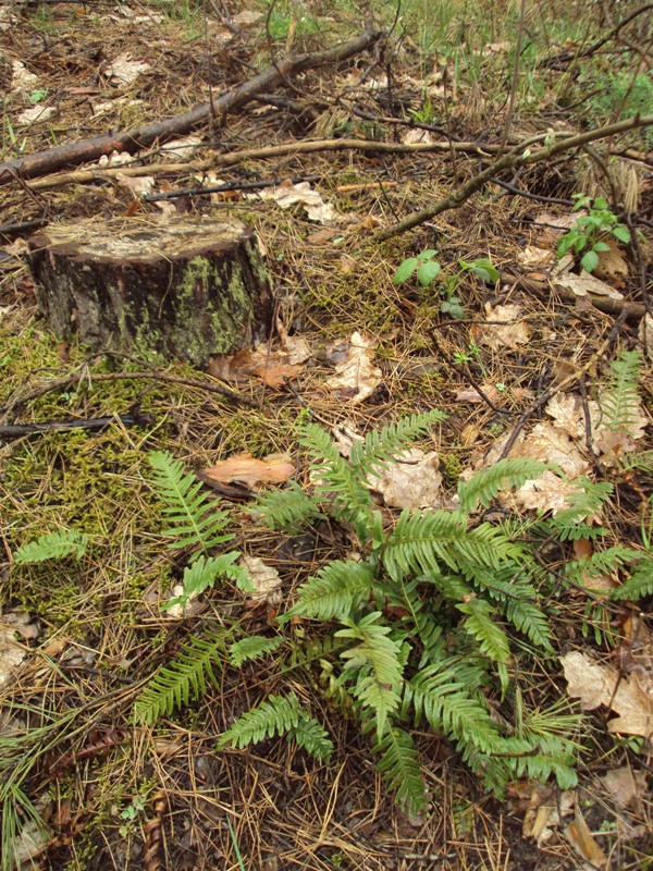 Image of Polypodium vulgare specimen.