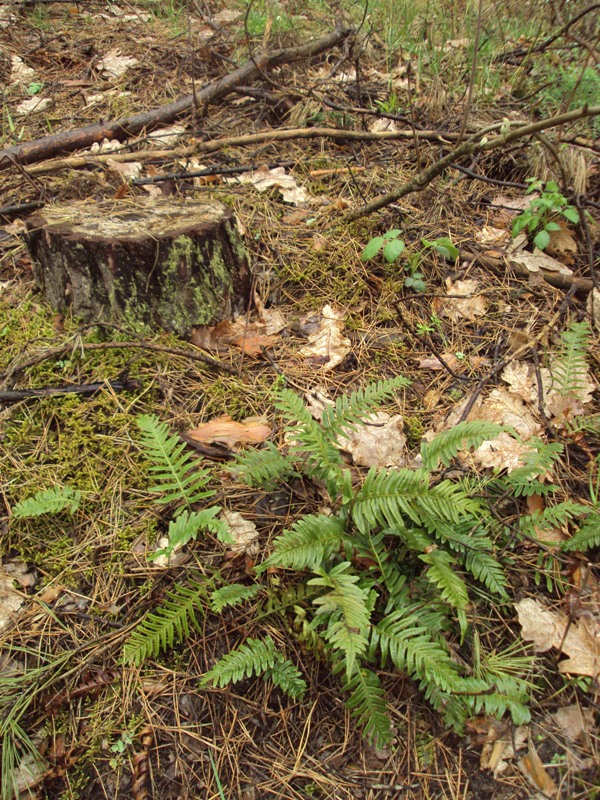 Изображение особи Polypodium vulgare.