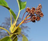 Trochodendron aralioides. Верхушка побега с соплодием и почкой. Германия, г. Дюссельдорф, Ботанический сад университета. 13.03.2014.