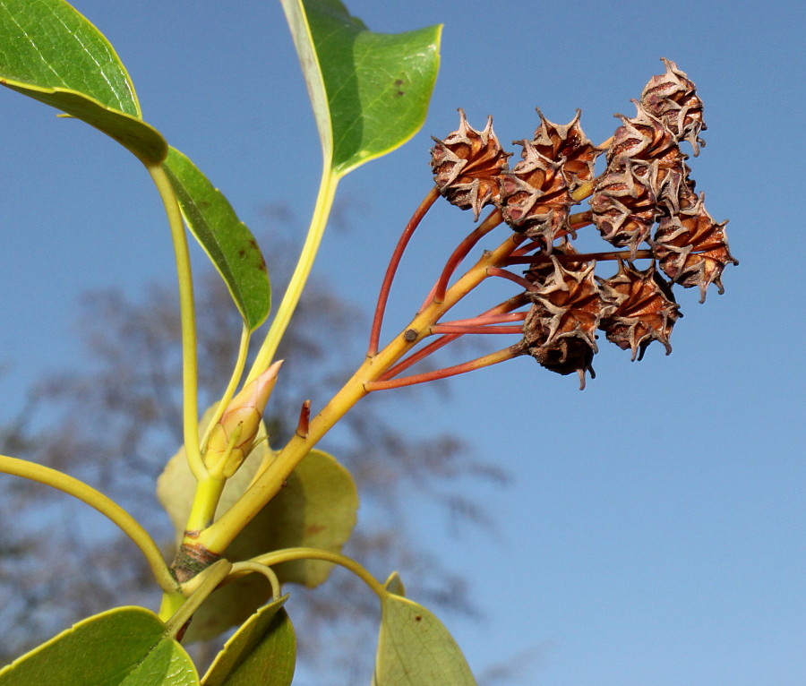 Изображение особи Trochodendron aralioides.