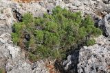 Juniperus phoenicea. Молодое растение на каменистом берегу моря. Греция, п-ов Пелопоннес, окр. г. Катаколо. 12.04.2014.