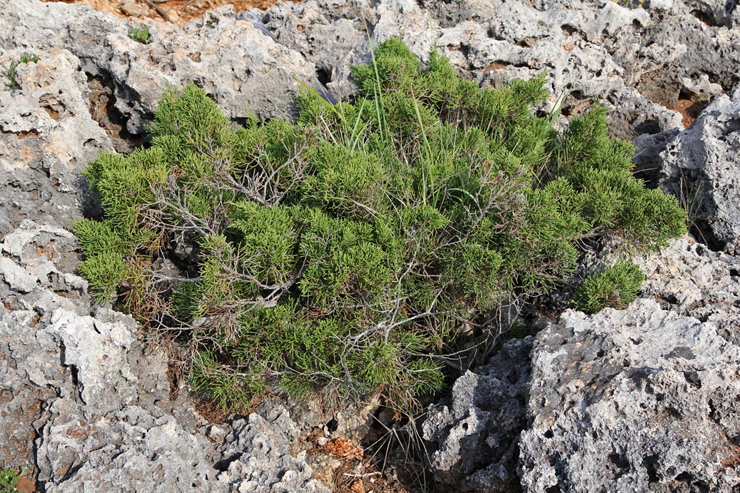 Изображение особи Juniperus phoenicea.