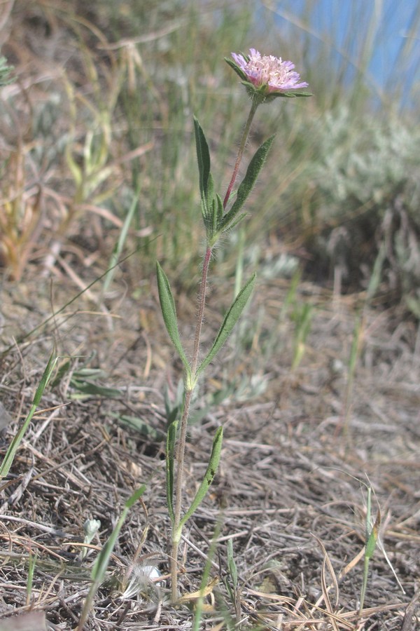 Image of Lomelosia rotata specimen.