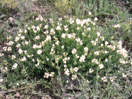 Image of Chamaecytisus skrobiszewskii specimen.