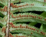 Polystichum munitum