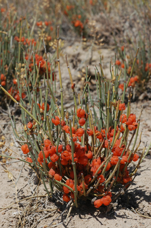 Image of Ephedra distachya specimen.