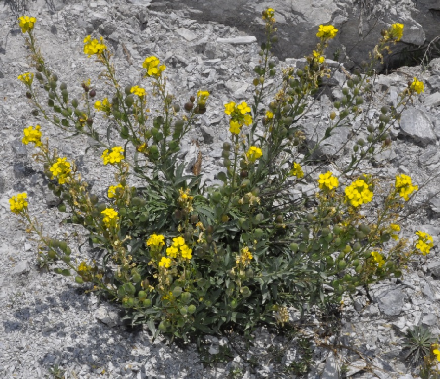 Image of Alyssoides utriculata specimen.