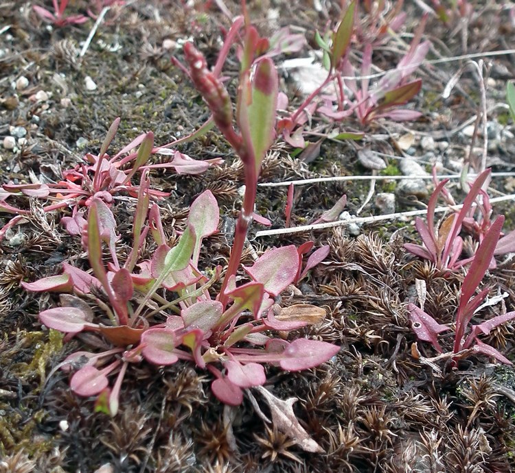 Изображение особи Rumex acetosella.