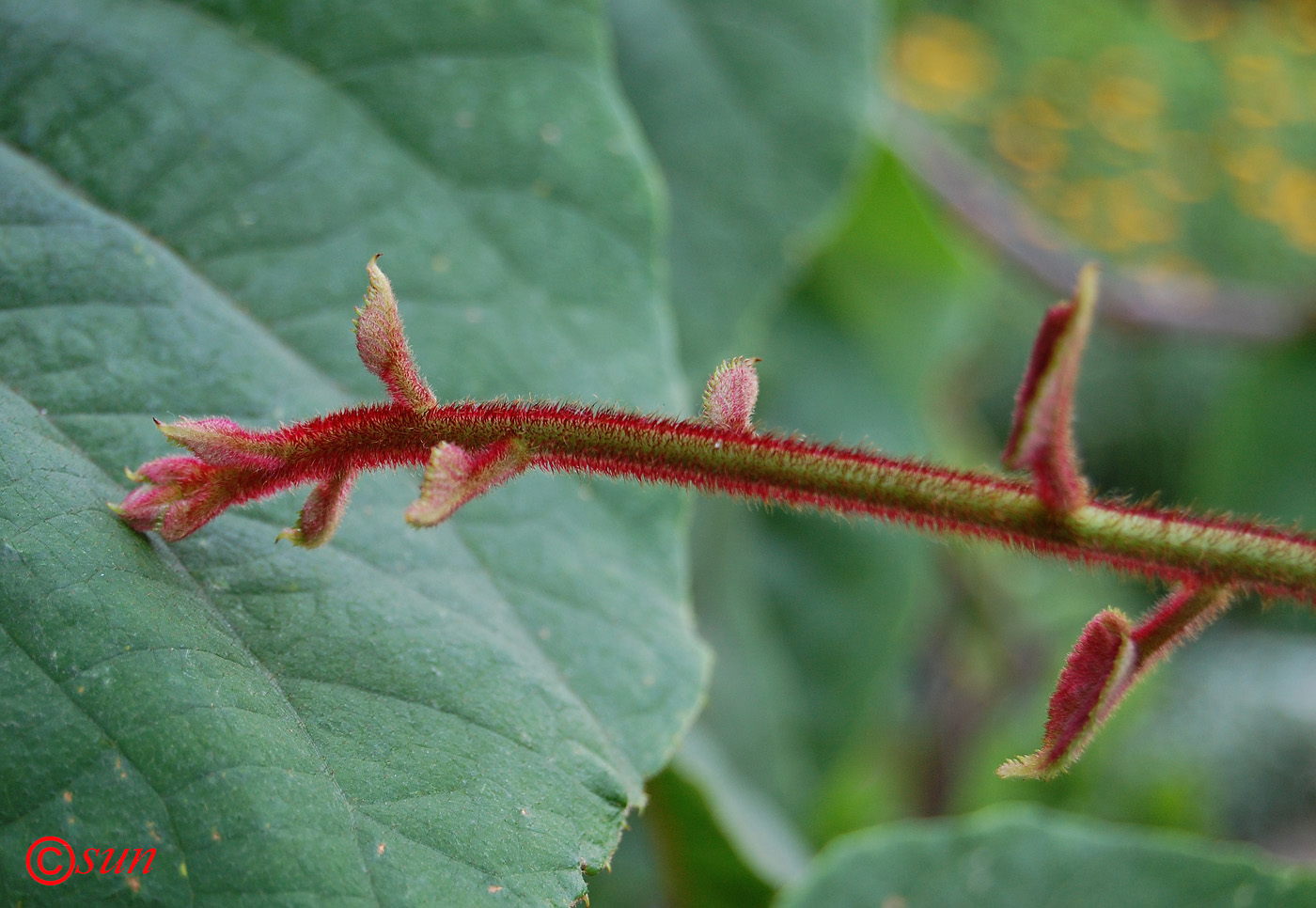 Изображение особи Actinidia chinensis var. deliciosa.