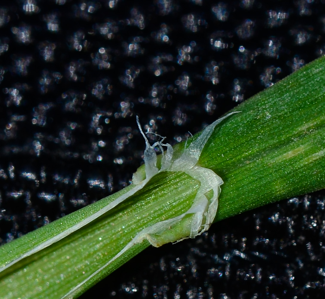 Изображение особи Phalaris paradoxa.