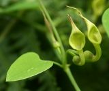 Aristolochia contorta