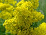 Galium glabratum. Часть соцветия. Украина, Харьковская обл., Чугуевский р-н, окр. пгт Эсхар, пойма р. Северский Донец (49°47'52.99\"N 36°36'45.45\"E). 21.06.2012.