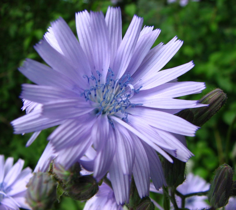 Image of Cicerbita macrophylla specimen.