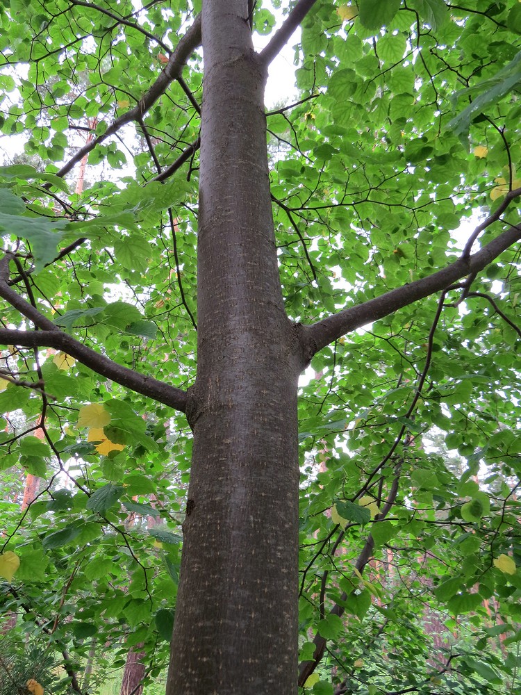Изображение особи Tilia cordata.