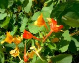 Tropaeolum minus