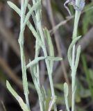Image of taxon representative. Author is Роланд Цандекидис