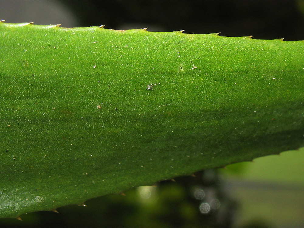 Image of Stratiotes aloides specimen.