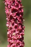 Sanguisorba tenuifolia
