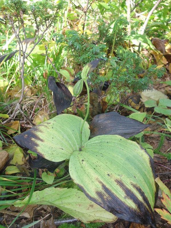 Image of Cypripedium yatabeanum specimen.