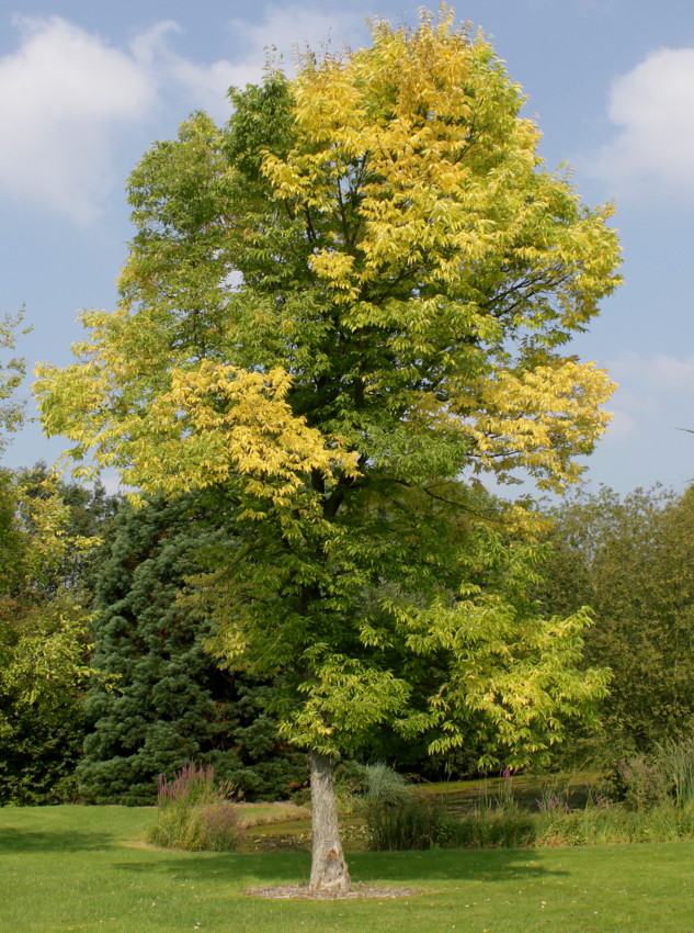Image of genus Celtis specimen.
