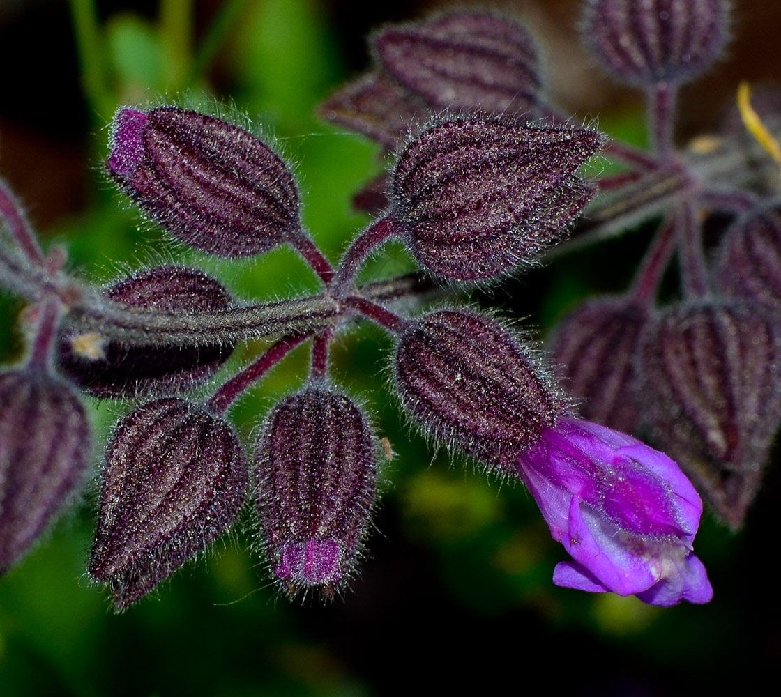 Изображение особи Salvia pinnata.