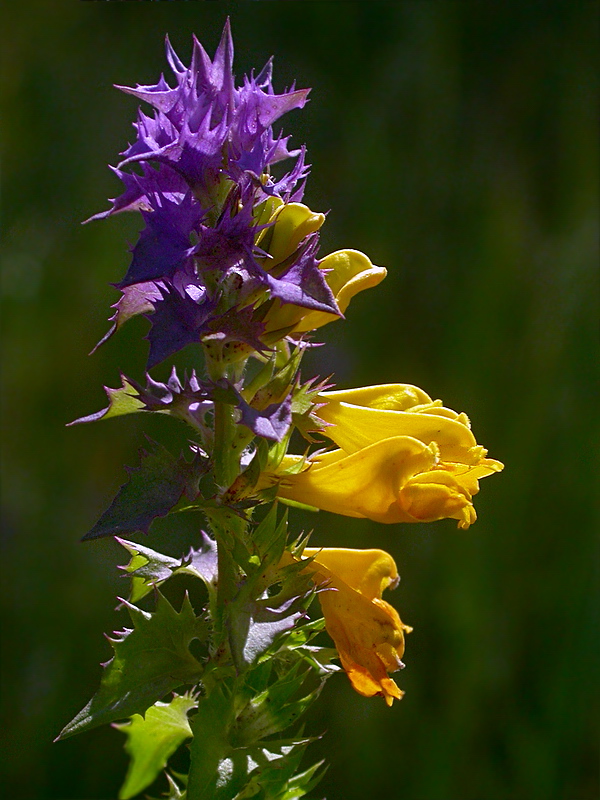 Image of Melampyrum nemorosum specimen.