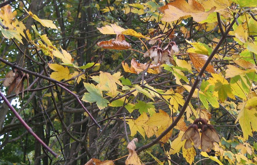 Image of Acer trautvetteri specimen.