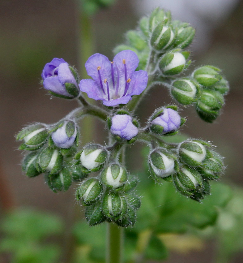 Image of Phacelia congesta specimen.