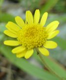 Anthemis tinctoria. Соцветие. Крым, Ялта, ущелье Уч-Кош. 05.08.2009.