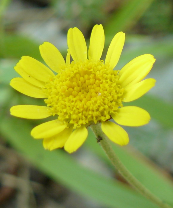 Изображение особи Anthemis tinctoria.