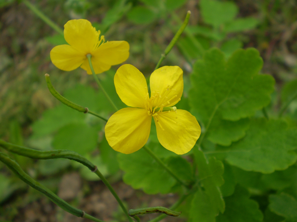 Image of Chelidonium majus specimen.