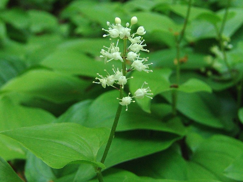 Image of Maianthemum bifolium specimen.