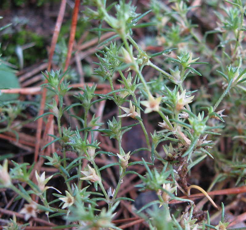 Изображение особи Scleranthus annuus.