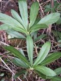 Chimaphila umbellata