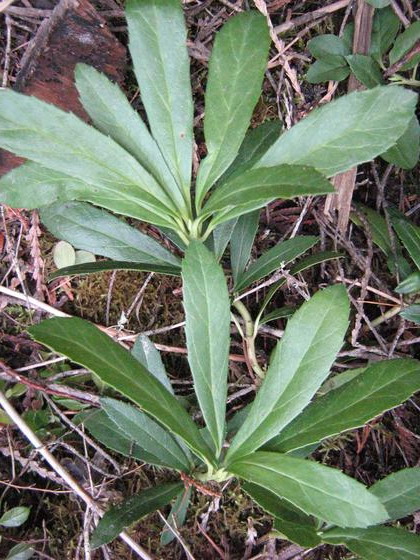 Изображение особи Chimaphila umbellata.