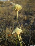 Cephalaria coriacea