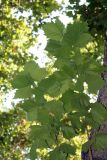 Platanus occidentalis