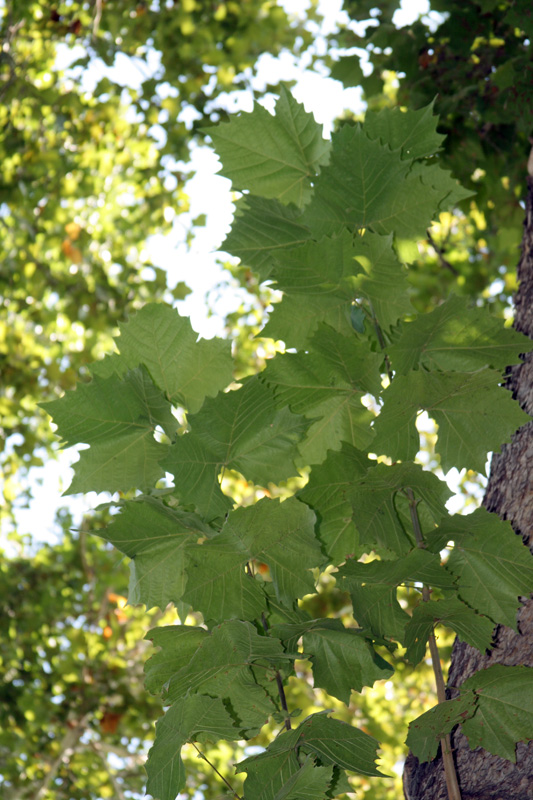 Image of Platanus occidentalis specimen.