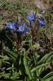 Gentiana kaufmanniana