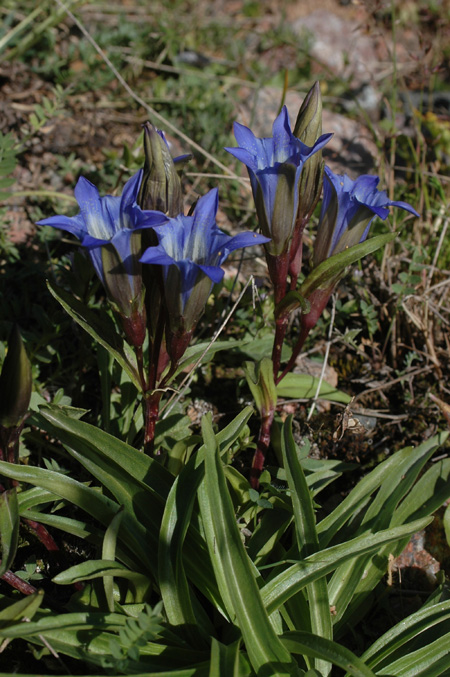 Изображение особи Gentiana kaufmanniana.