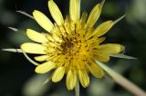 Tragopogon dubius