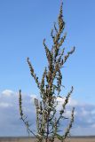 Artemisia vulgaris