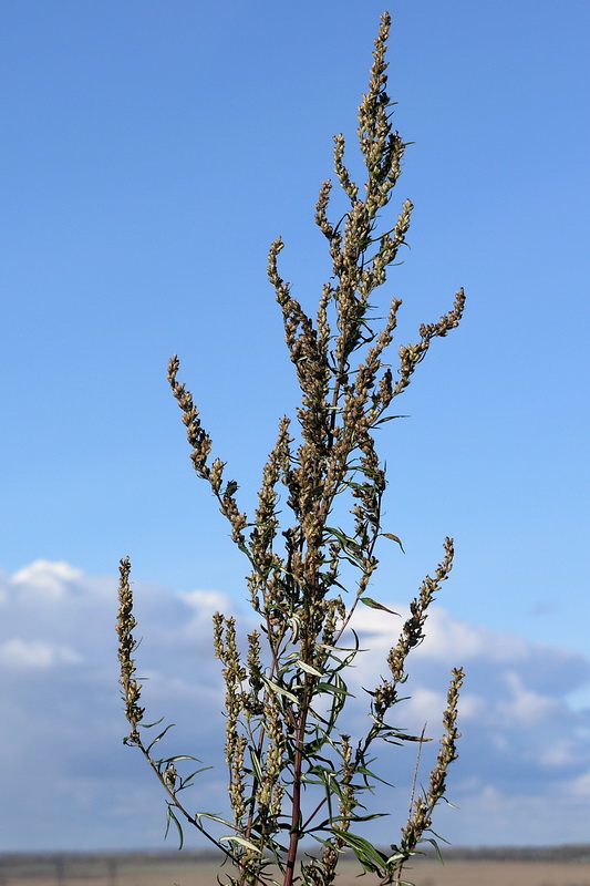 Изображение особи Artemisia vulgaris.