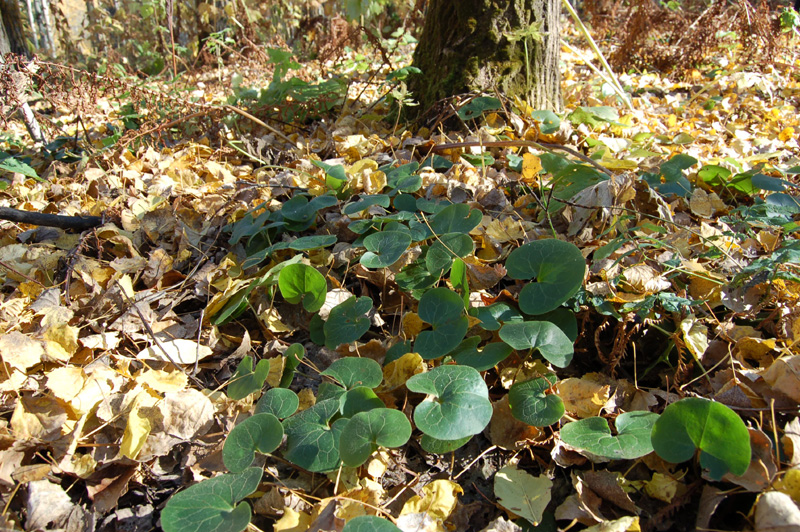 Image of Asarum europaeum specimen.