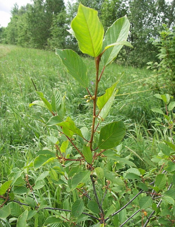 Image of Frangula alnus specimen.