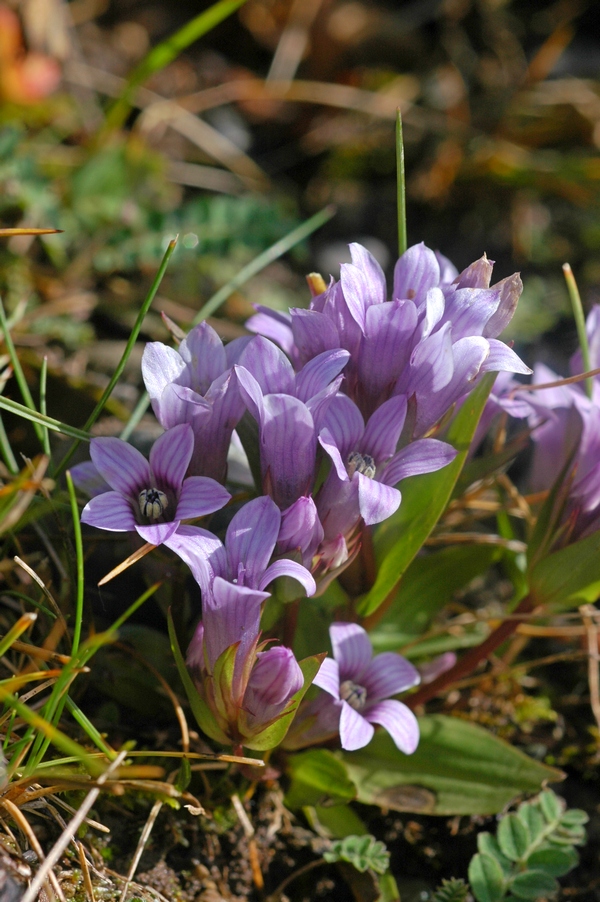 Image of Gentianella turkestanorum specimen.