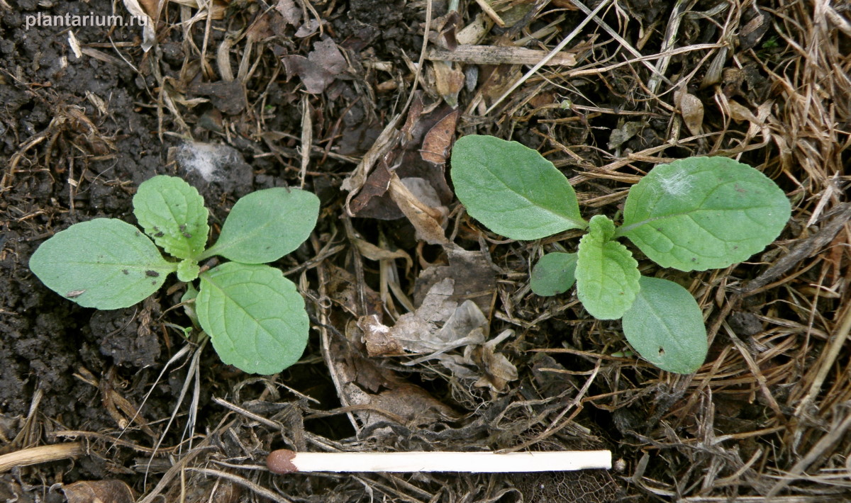 Image of Verbascum blattaria specimen.