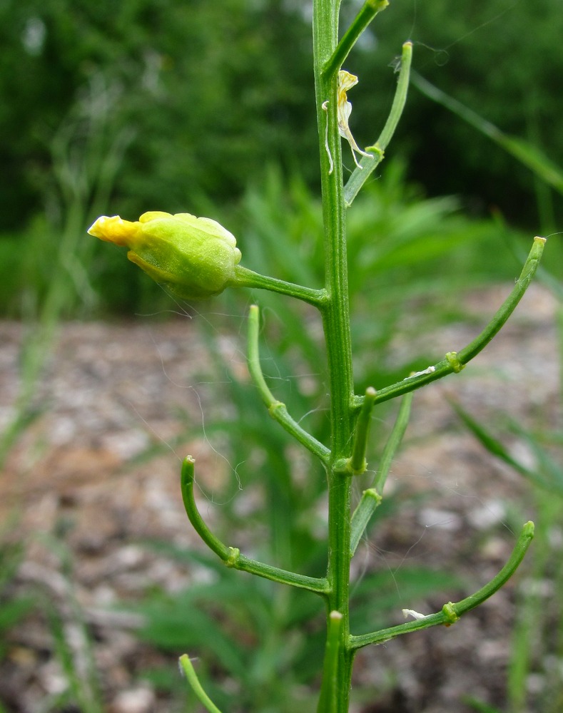 Image of Barbarea arcuata specimen.