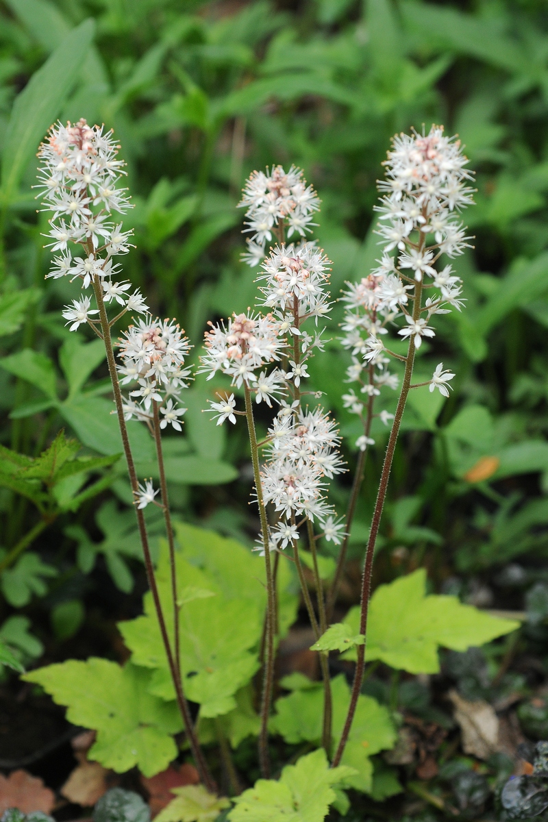 Image of Tiarella cordifolia specimen.