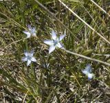 Lomatogonium carinthiacum. Соцветие. Приэльбрусье, озеро Донгуз-Орун. 2 сентября 2008 г.